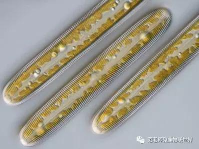 硅藻水,硅藻水和绿藻水区别