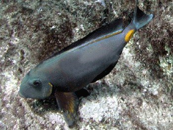 十大最好看的观赏鱼图片大全,十种最漂亮的观赏鱼图片