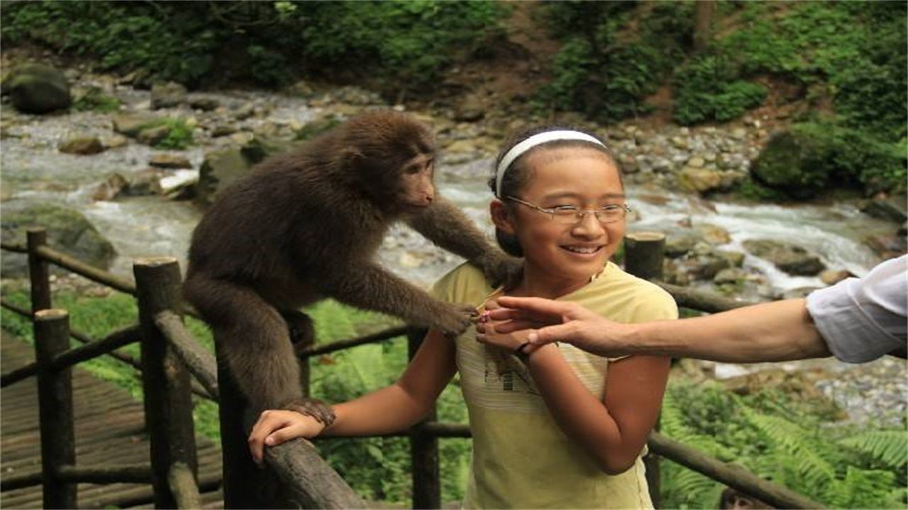 对付峨眉山猴,去峨眉山拿什么对付猴子