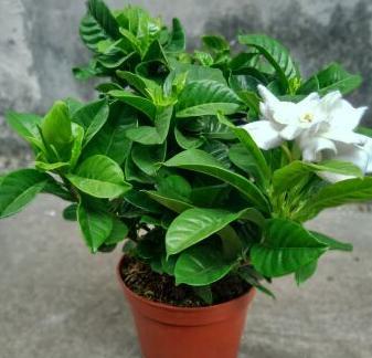 大叶牡丹栀子花黄叶干叶怎么补救,栀子花黄叶的原因及处理方法图片