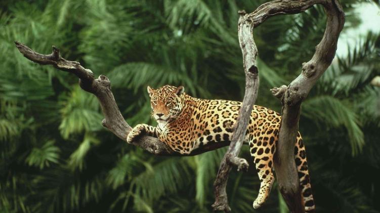 亚马逊雨林为什么称为人类禁区,人类禁区亚马逊雨林大蟒蛇