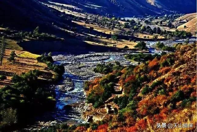 伊犁可克达拉草原,伊犁草原之旅