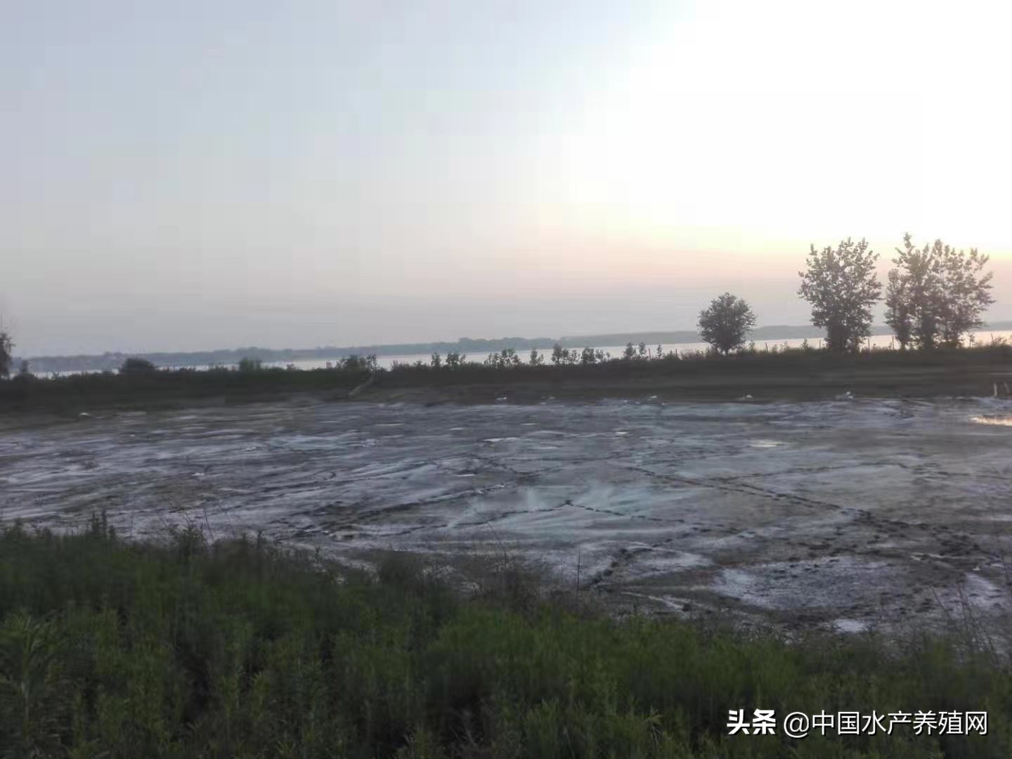 养殖户治不好鱼病的五大误区,水产常见鱼病