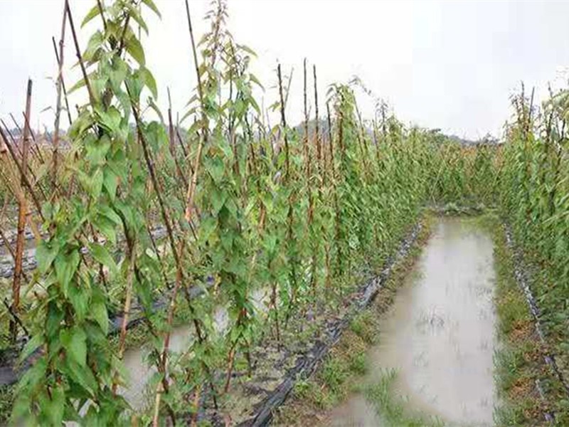 山药根腐病如何根除,山药病害严重是怎么回事