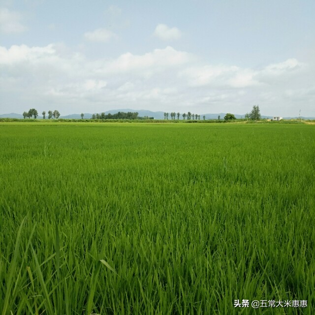 黑龙江省五常市：稻花香水稻缺点一大堆，看完你还会吃吗？