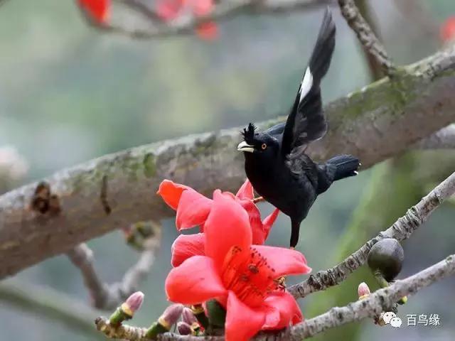 八哥学舌口才完整版,八哥学了杂口如何纠正