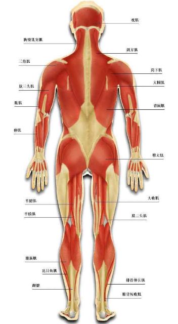 传统武术到底有没有实力,中国传统武术真的实战不行吗