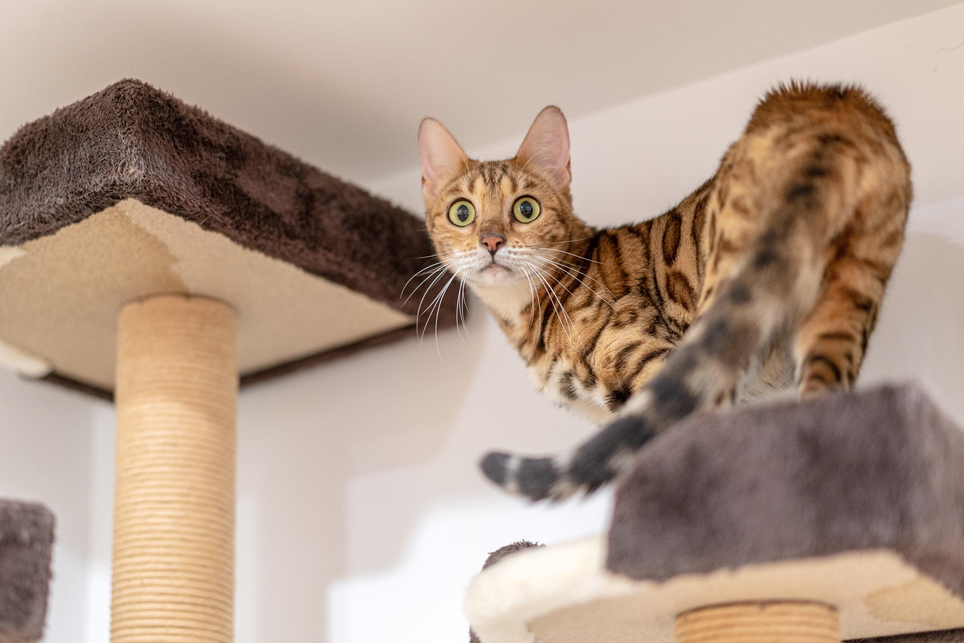 Sonnar（索纳）眼中的猫——索尼SonnarT*FE55mmF1.8ZA实拍体验