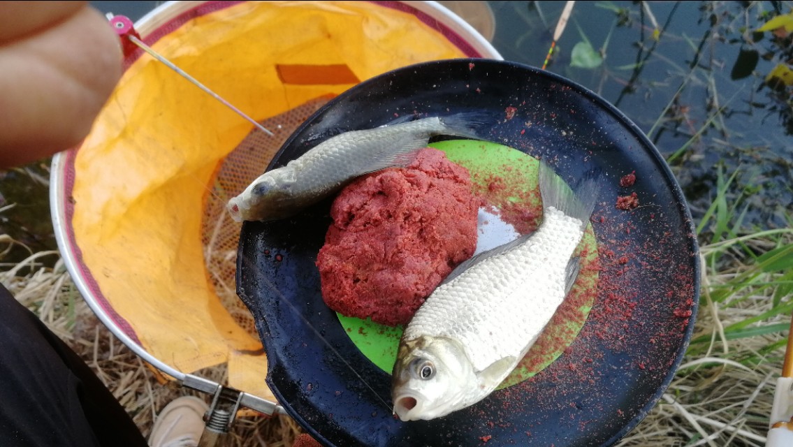 红虫蚯蚓颗粒搓饵拉饵哪种好,野钓用饵的配方