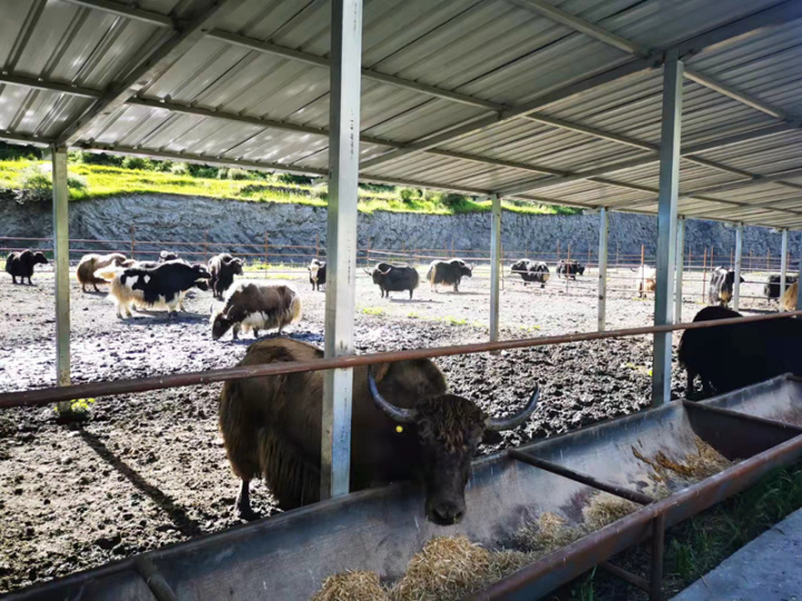 捷报频传！“惠州速度”力促*藏西**朗县新发展