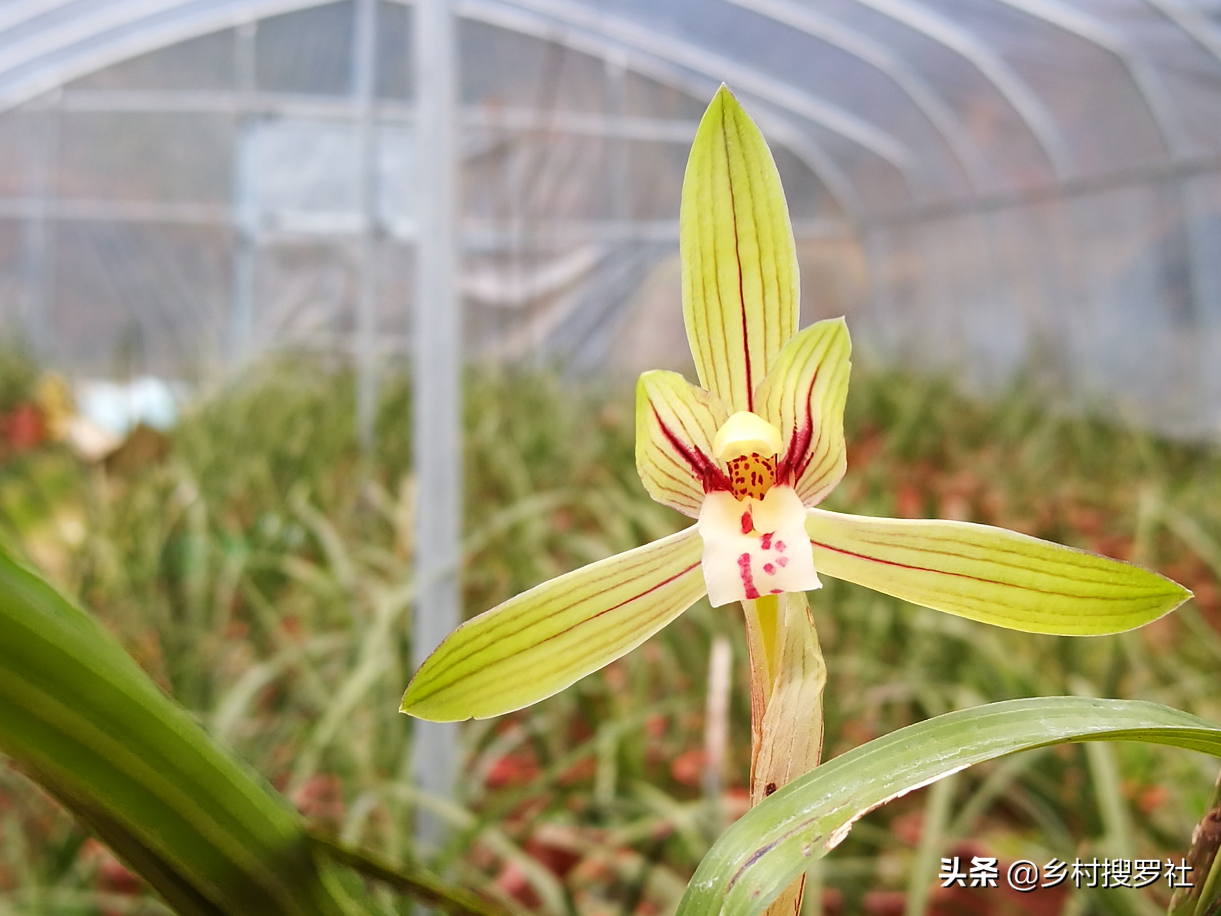 兰花新叶尖发黑是什么原因,兰花新叶片发黑怎么回事