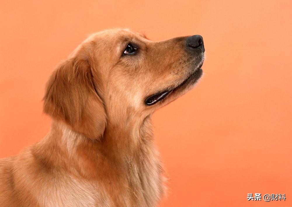 国内宠物市场的现状及发展前景,现在的宠物狗市场前景