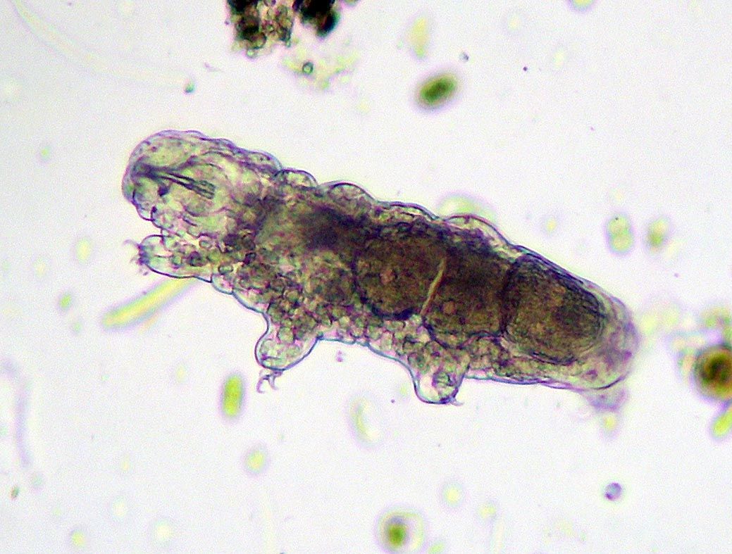 盘点那些会说话的动物水母,神奇的水母海洋动物