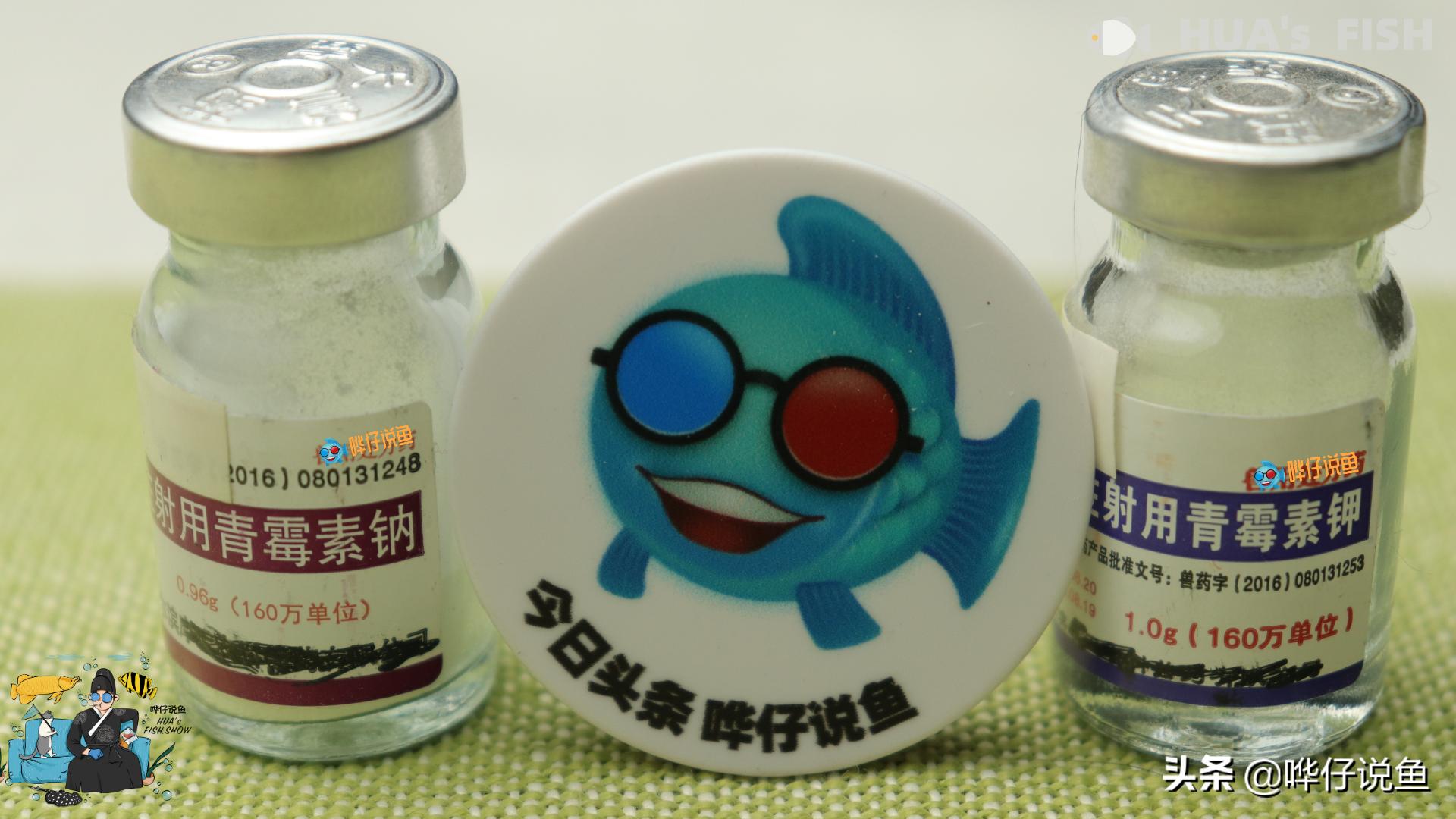 观赏鱼青霉素和土霉素有什么区别,青霉素大剂量对人有什么危害