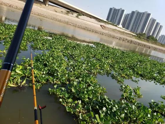 再次探钓朱家河，遭遇“水葫芦大军”