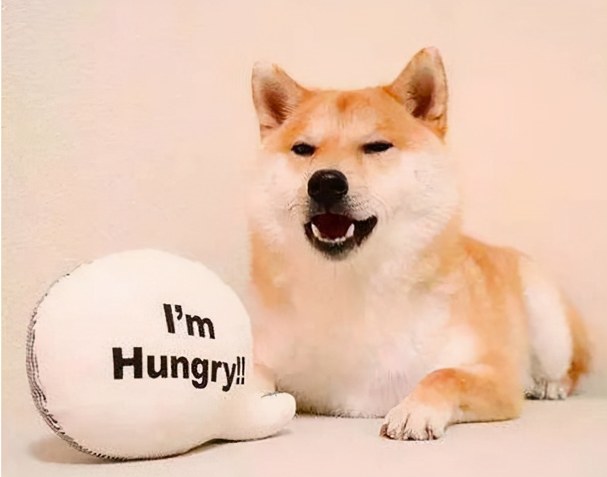 柴犬幼犬能吃什么柴犬狗粮排行,柴犬吃什么狗粮比较好