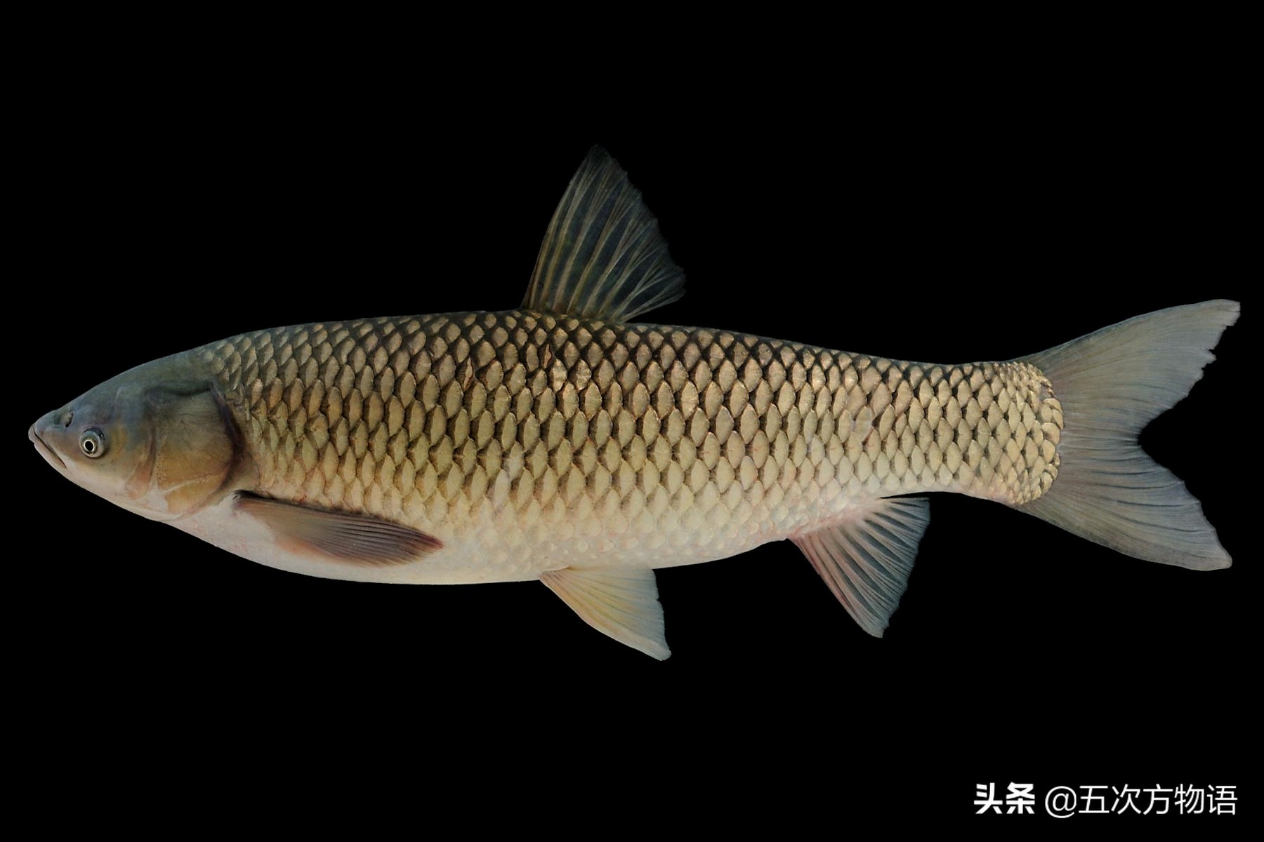 中国四大家鱼的视频,人们常说的四大家鱼