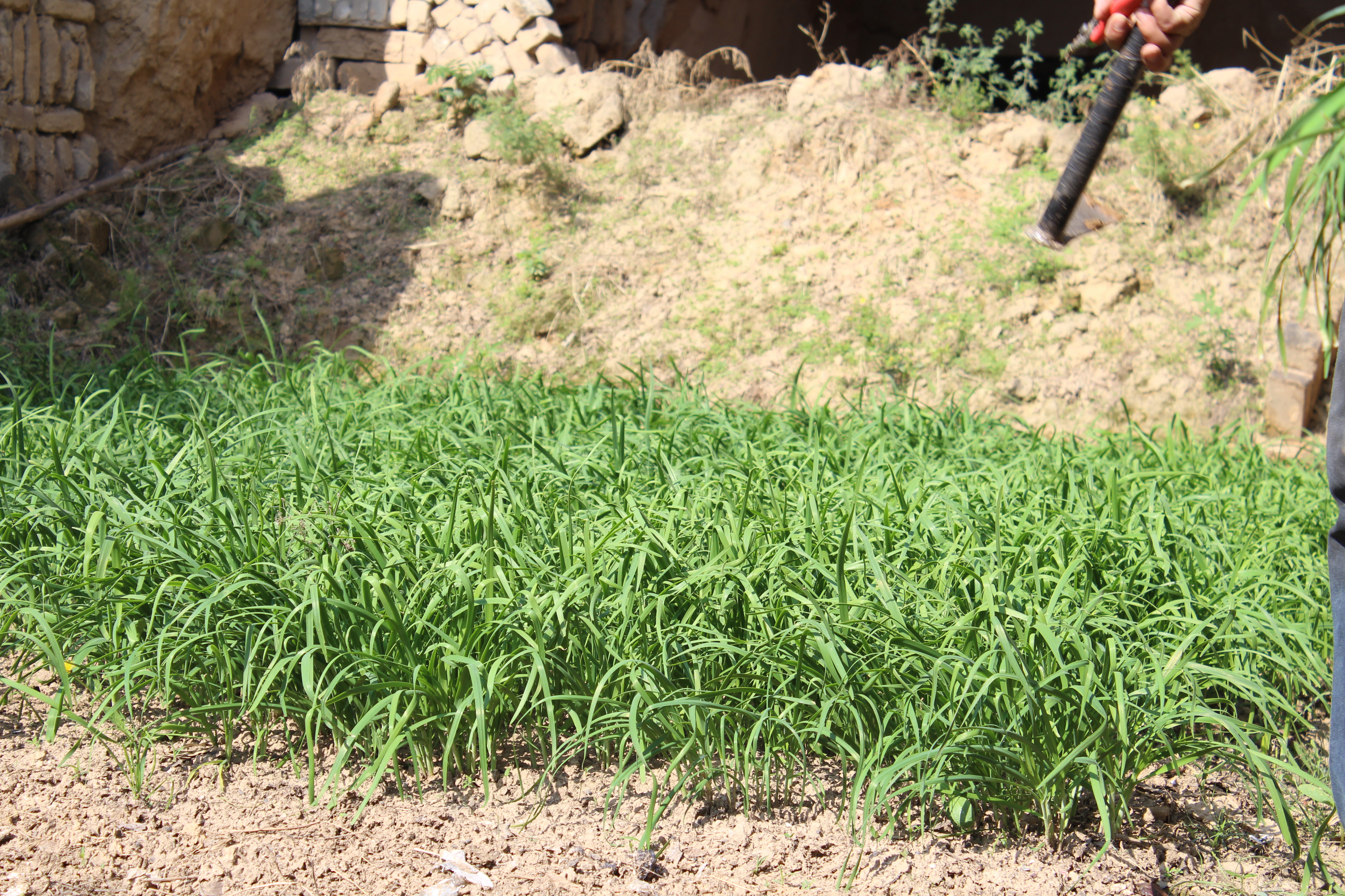 韭菜籽的功效与作用与主治,韭菜与韭菜子功效区别