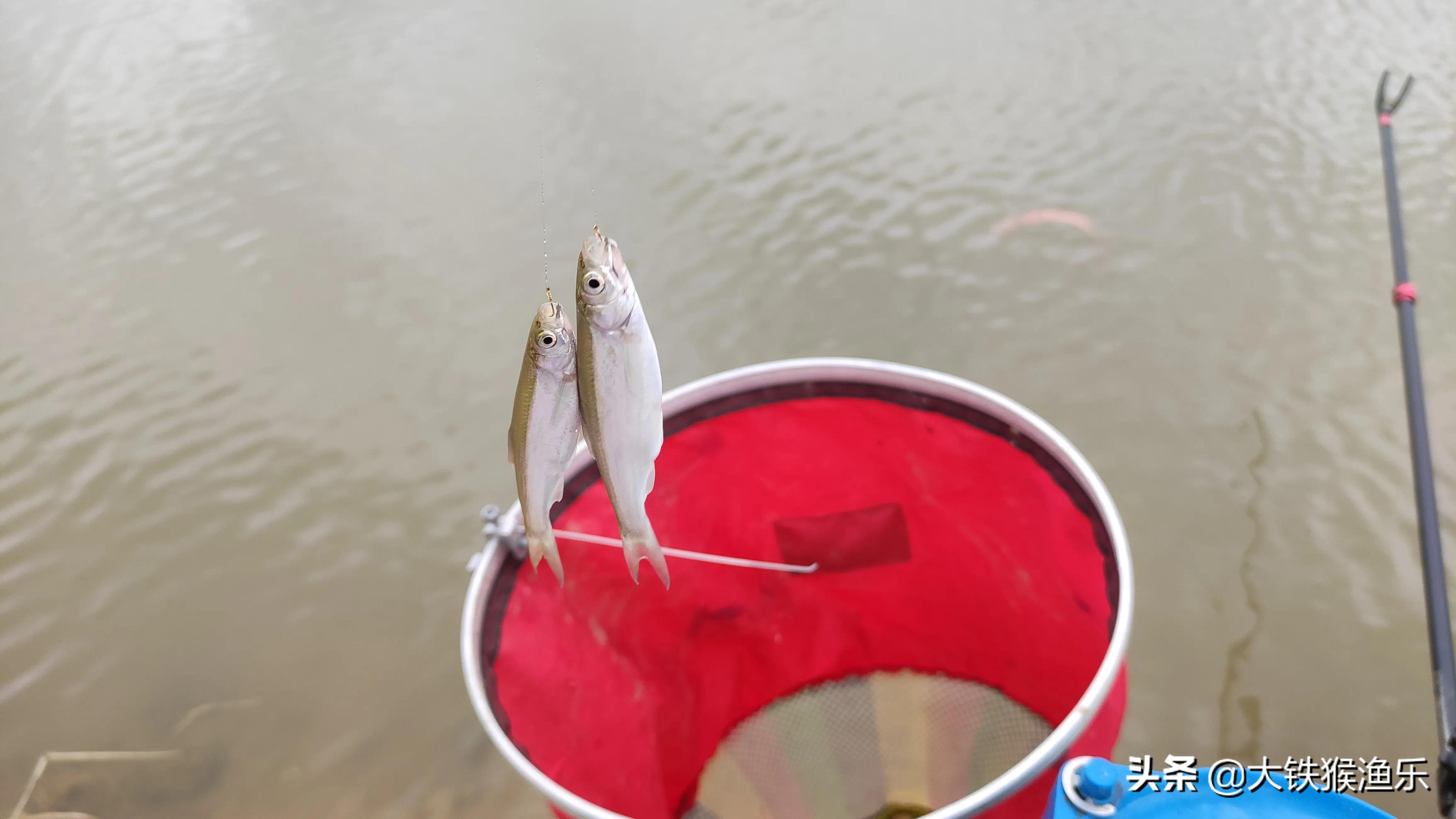 秋天小杂鱼闹窝钓鲫鱼绝招,野钓杂鱼闹窝的最佳方法