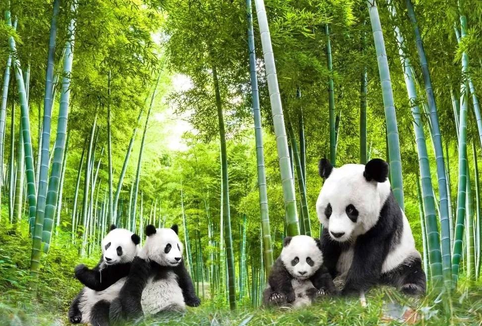 竹叶青茶真的能静心么,竹叶青茶能清心火