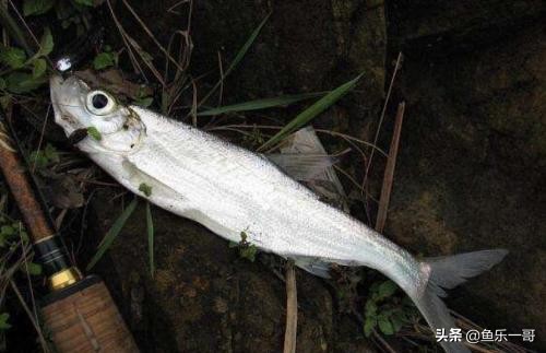 野钓翘嘴的必知技巧视频,夏季钓大翘嘴的2种靠谱方法