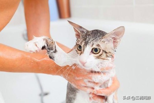 猫咪泪痕导致毛发泛黄还能变白吗,白毛猫咪发黄剃掉可以吗