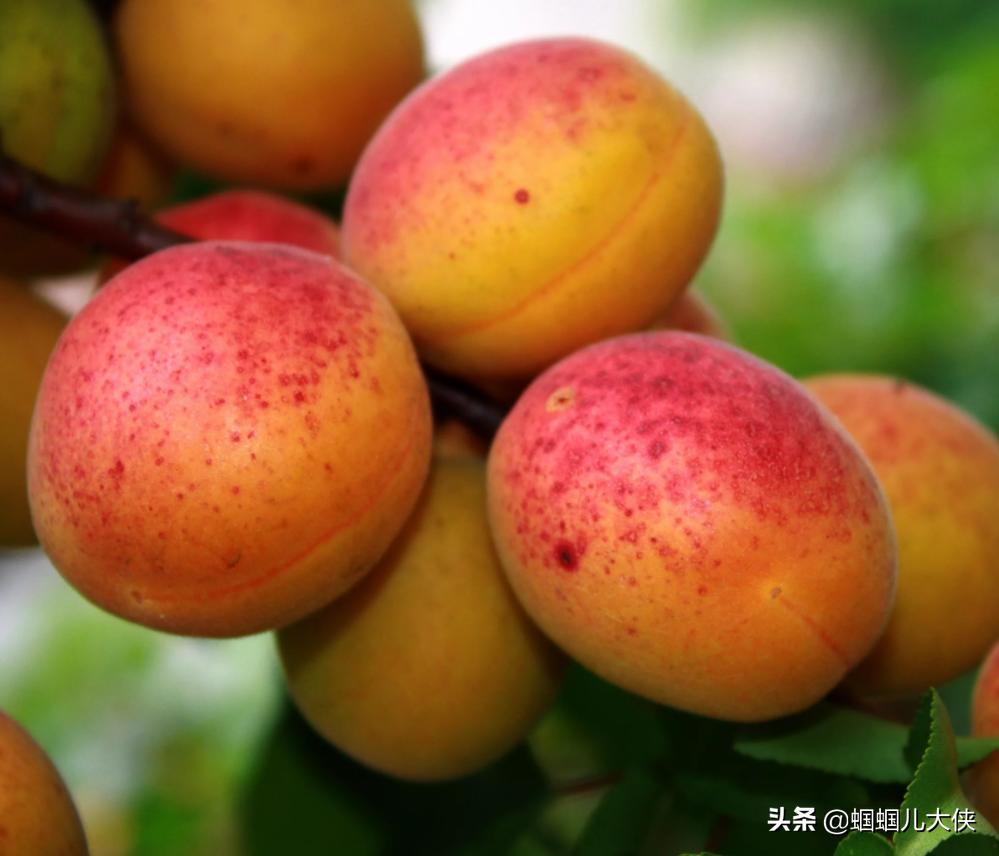 所有的新疆特产,旅游从新疆带的特产