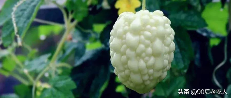 比较适合在农村创业的项目有哪些,在农村创业哪些项目最适合做