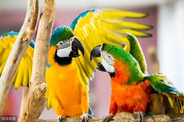 小太阳鹦鹉的价格跌入谷底,依旧无人问津,4个原因让人放弃饲养