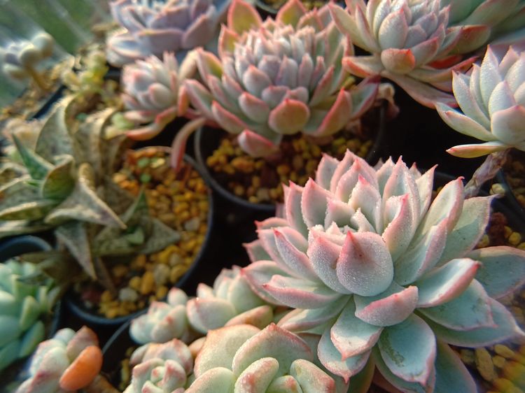 多肉植物成功授粉后,“这些”要点一定要注意