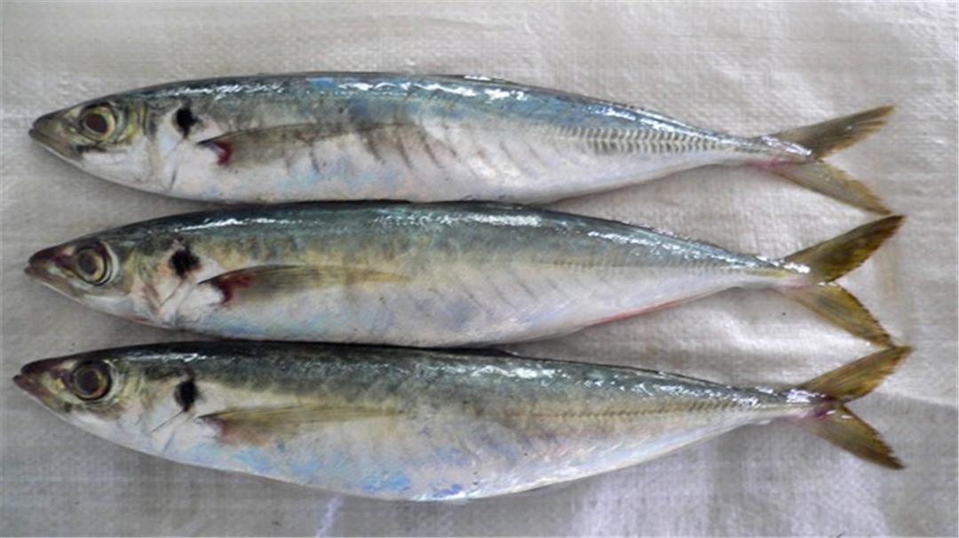 十种好吃不贵的正宗海鱼,十种好吃不贵的大海鱼