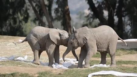 云南小象顽皮,小象宝宝为什么这么淘气