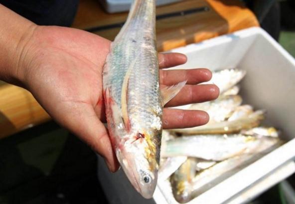 最贵的6种“顶级食材”，家里有矿才吃过，网友：只能远观