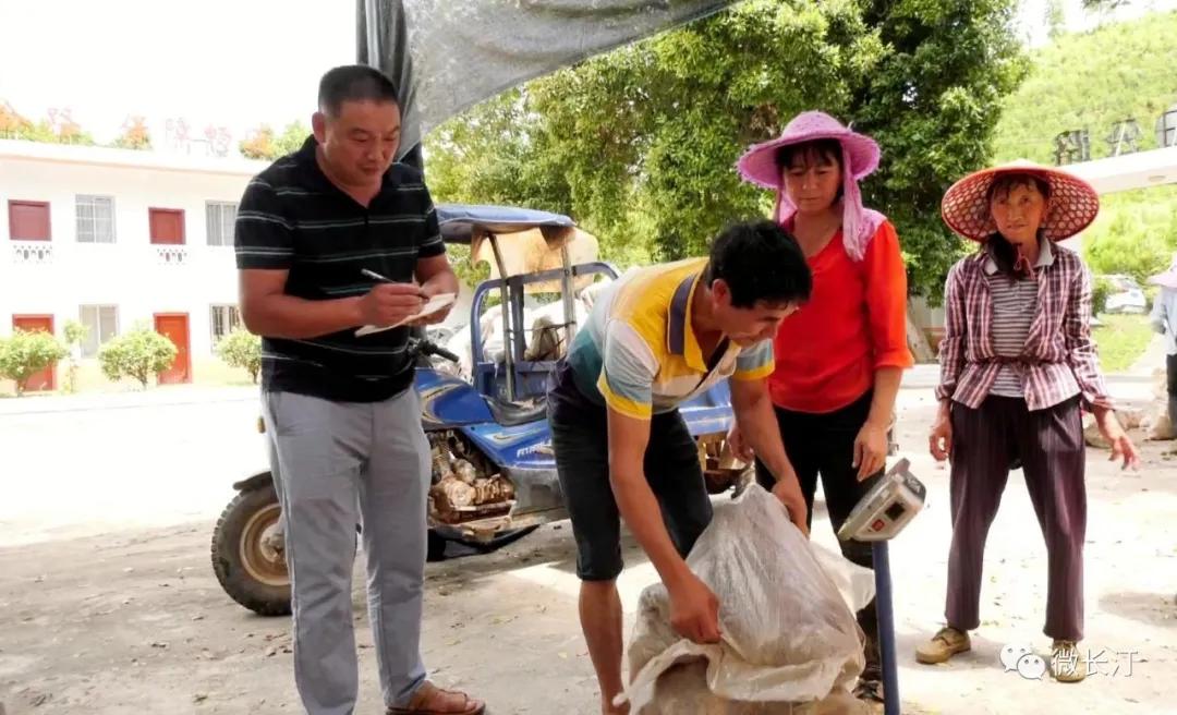 长汀：松树兜上种“茯苓”变废为宝促增收