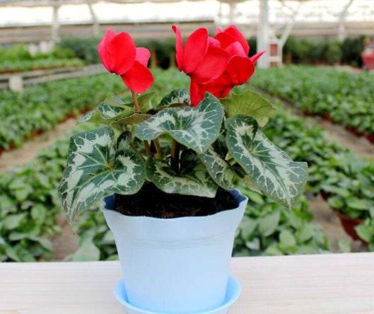 养花四种肥,这4种花只要水就可以养活