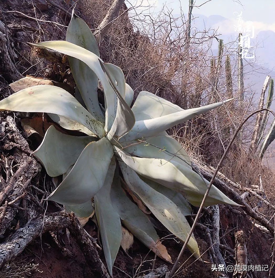 极品龙舌兰,精品龙舌兰欣赏