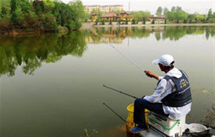 什么饲料诱鱼效果特别好,诱鱼效果最好的料