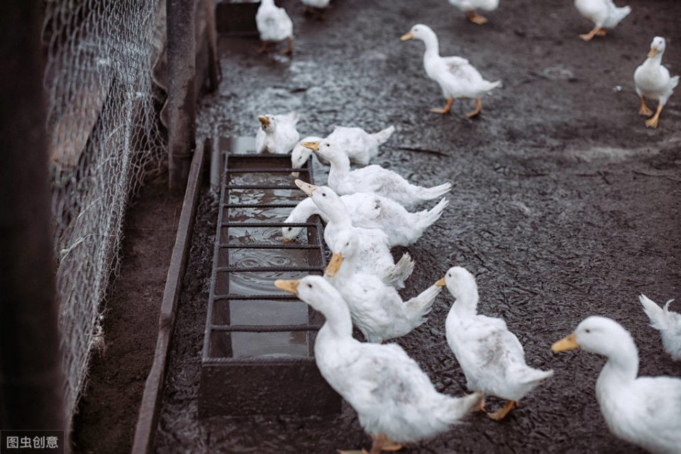如何降低鸭子饲养成本,养鸭子喂什么成本才会低