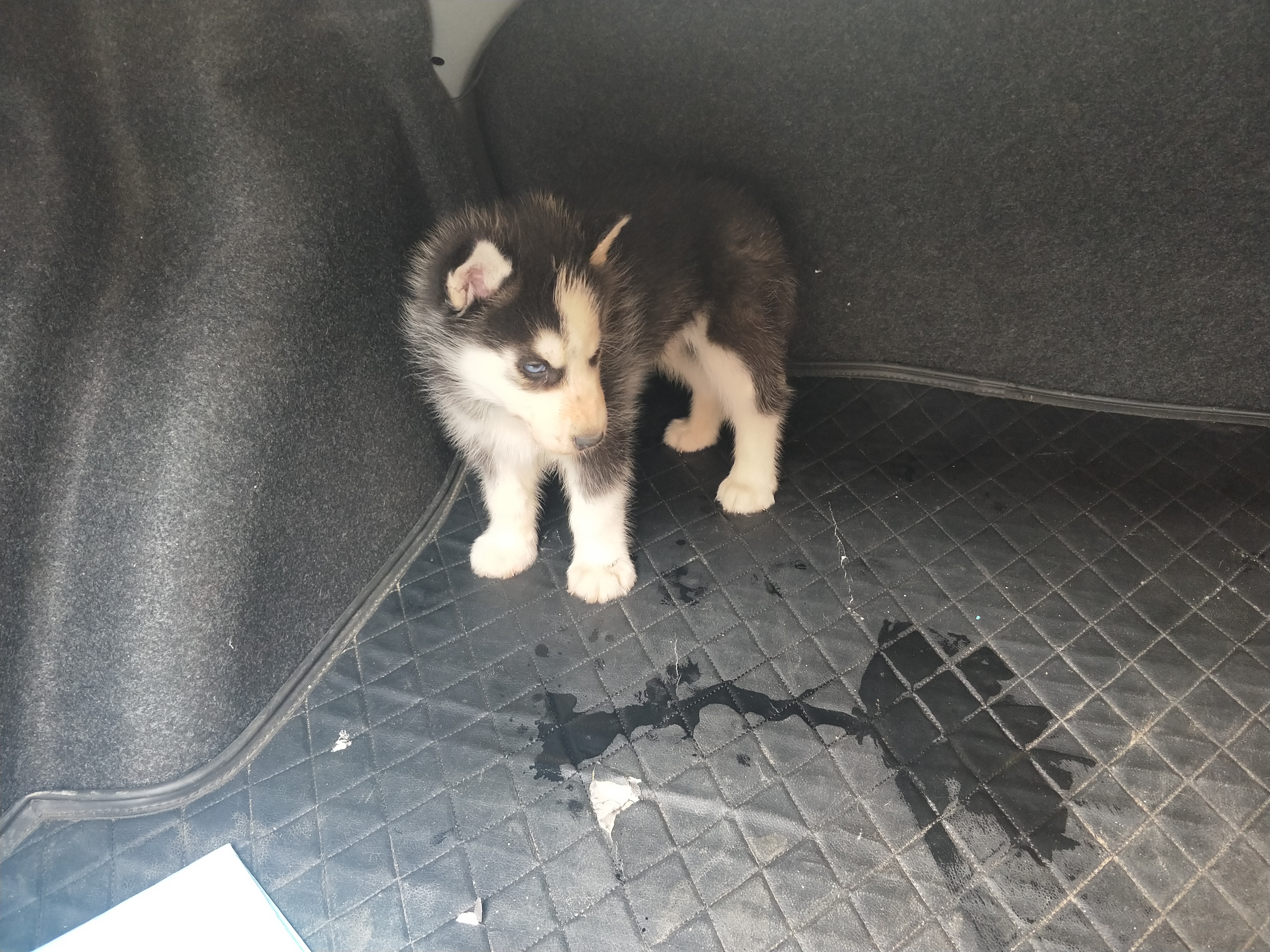 开封四大狗市排名,四种公认最好的狗市