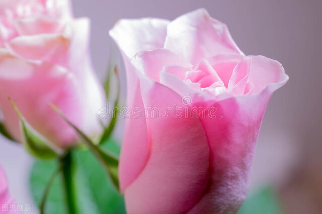 倪海厦说盐灯,倪海厦讲灯盏花