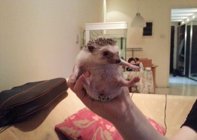 想养一只软萌可爱的非洲迷你刺猬?你需要注意这5点