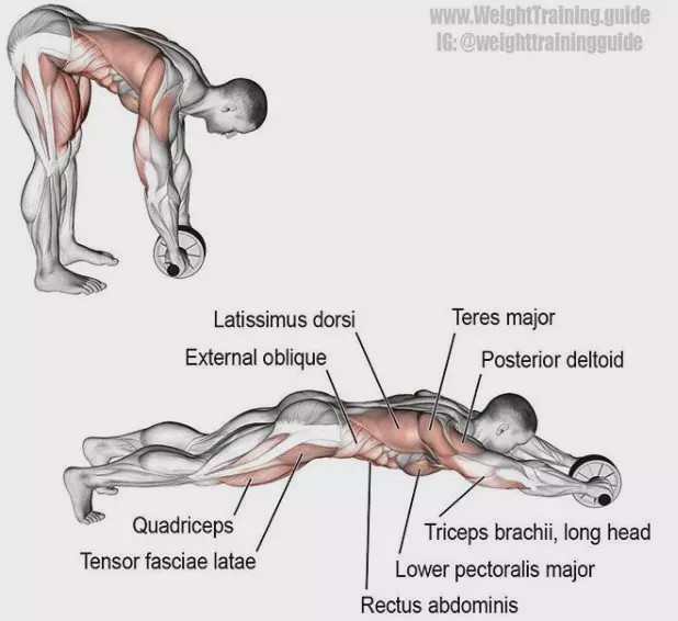 胸肩背臂腿腹训练动作,腰臀肌肉训练方法