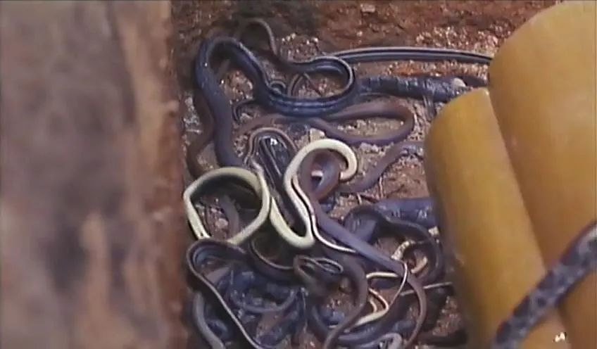 那些年我们一起看的经典电影,那些年我们一起看过的动画