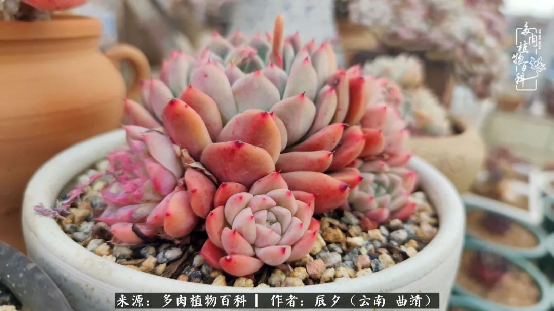 缂辩换鏃栨棊钁宠暏鐢熼,缂辩换鏃栨棊钁宠暏鐢熼鍑哄