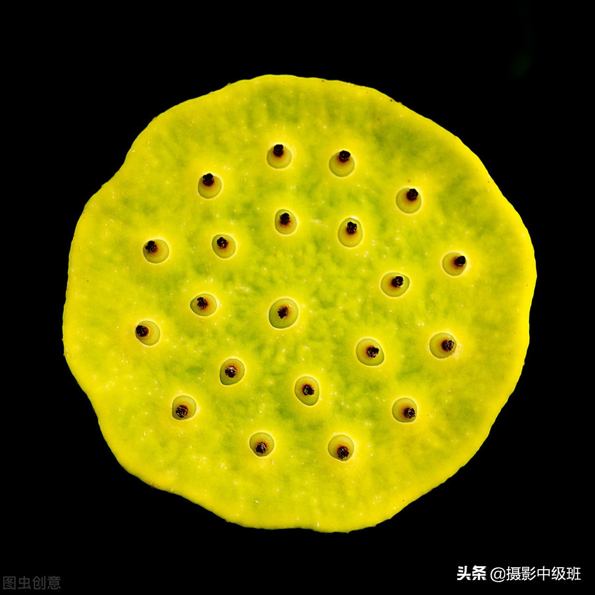 如何拍摄荷花这些技巧你要知道,怎样拍荷花的方法