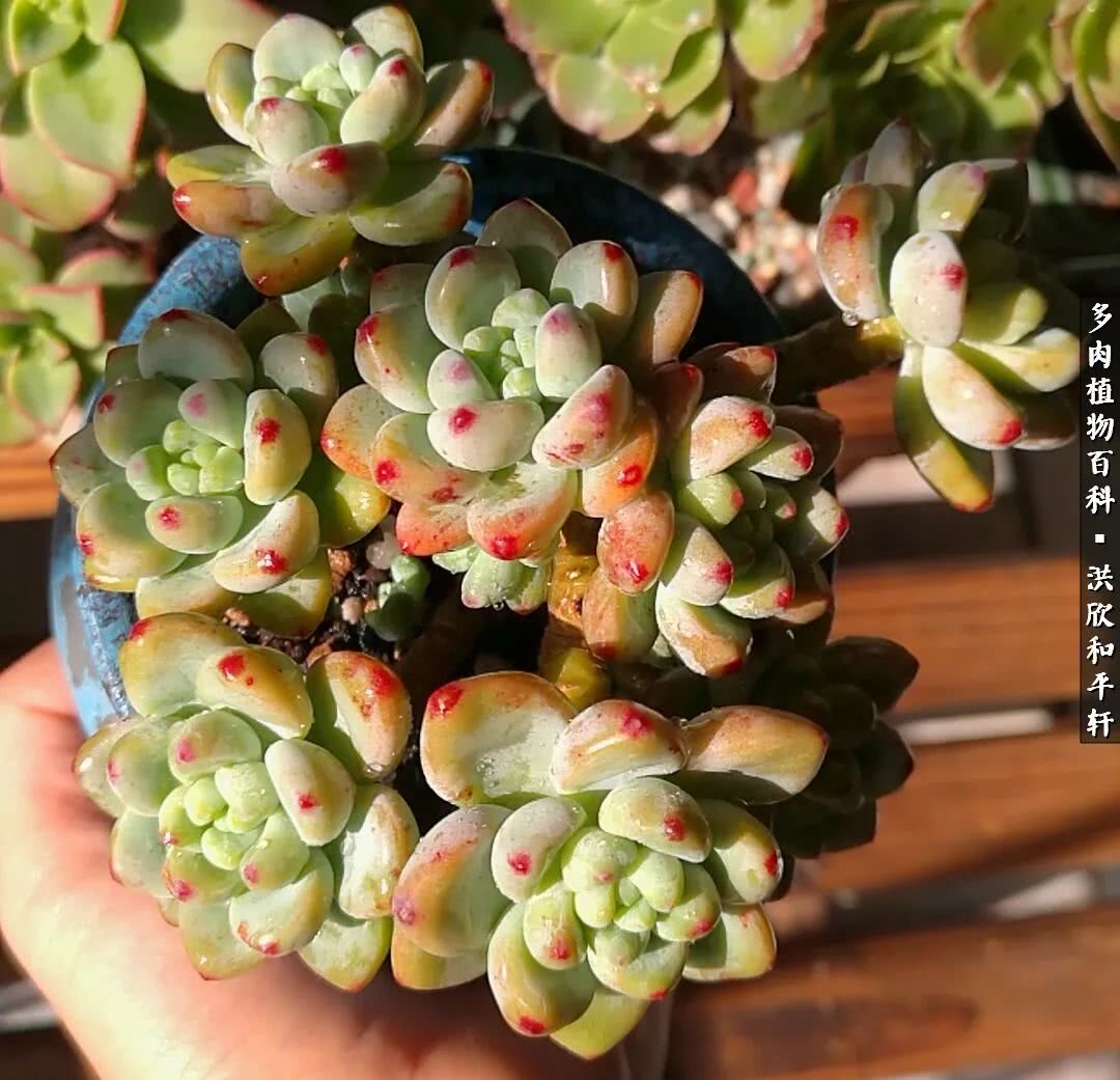 多肉的四季轮回,四季轮回多肉