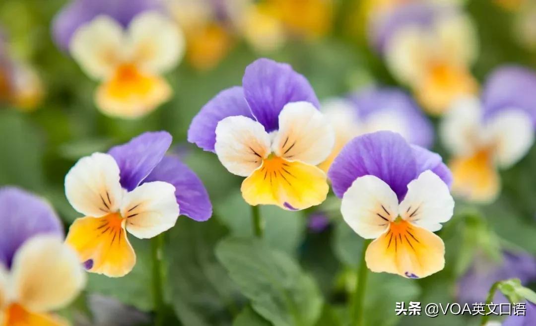 Kiss-me-at-the-gate可不要翻译在门口吻我真正意思你知道吗?