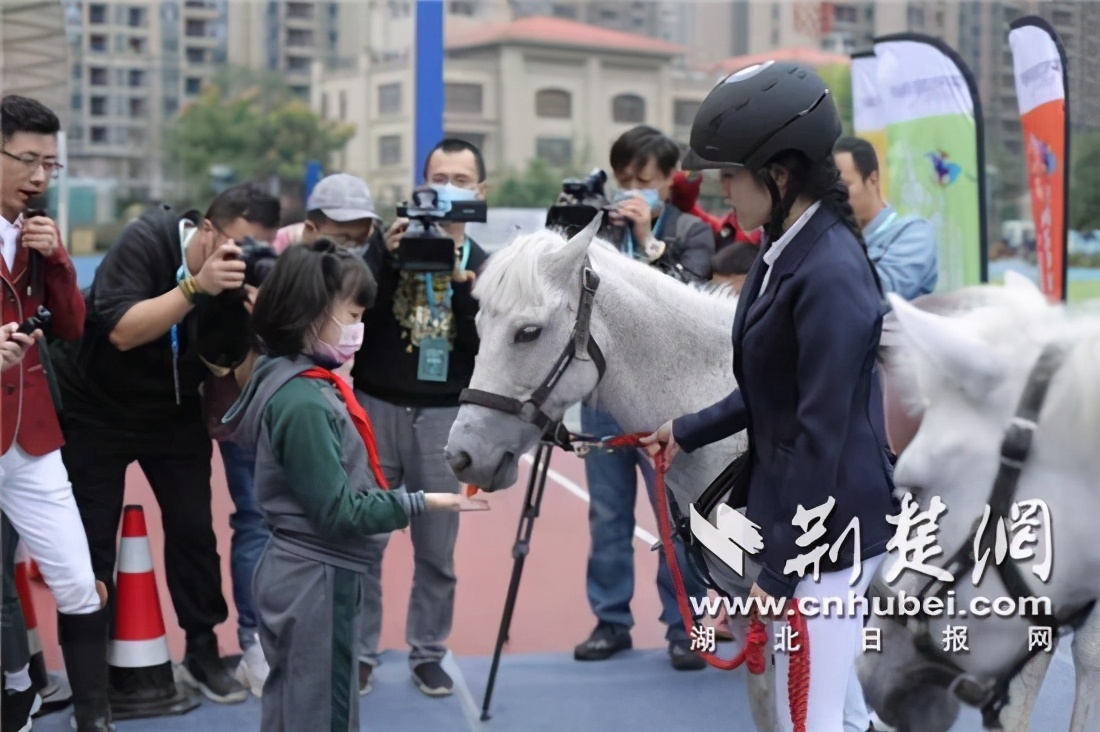 马术进入校园,马术进校园需要什么条件