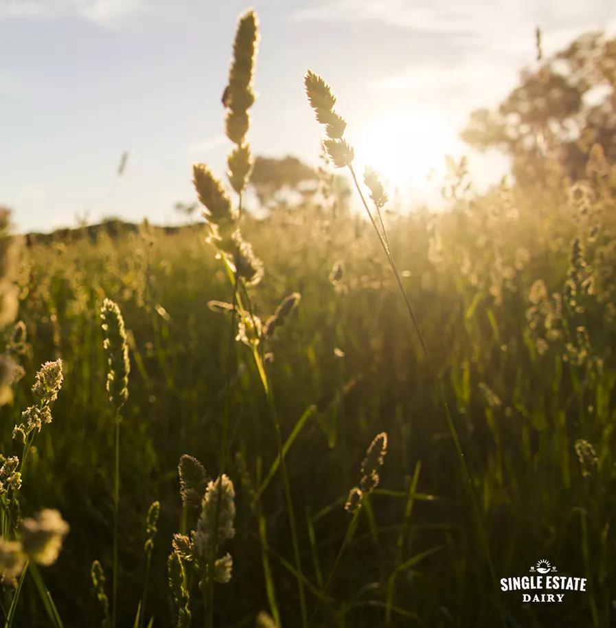 「嚼的到的鲜奶」澳洲SingleEstatedairy鲜奶，来自同一个牧场
