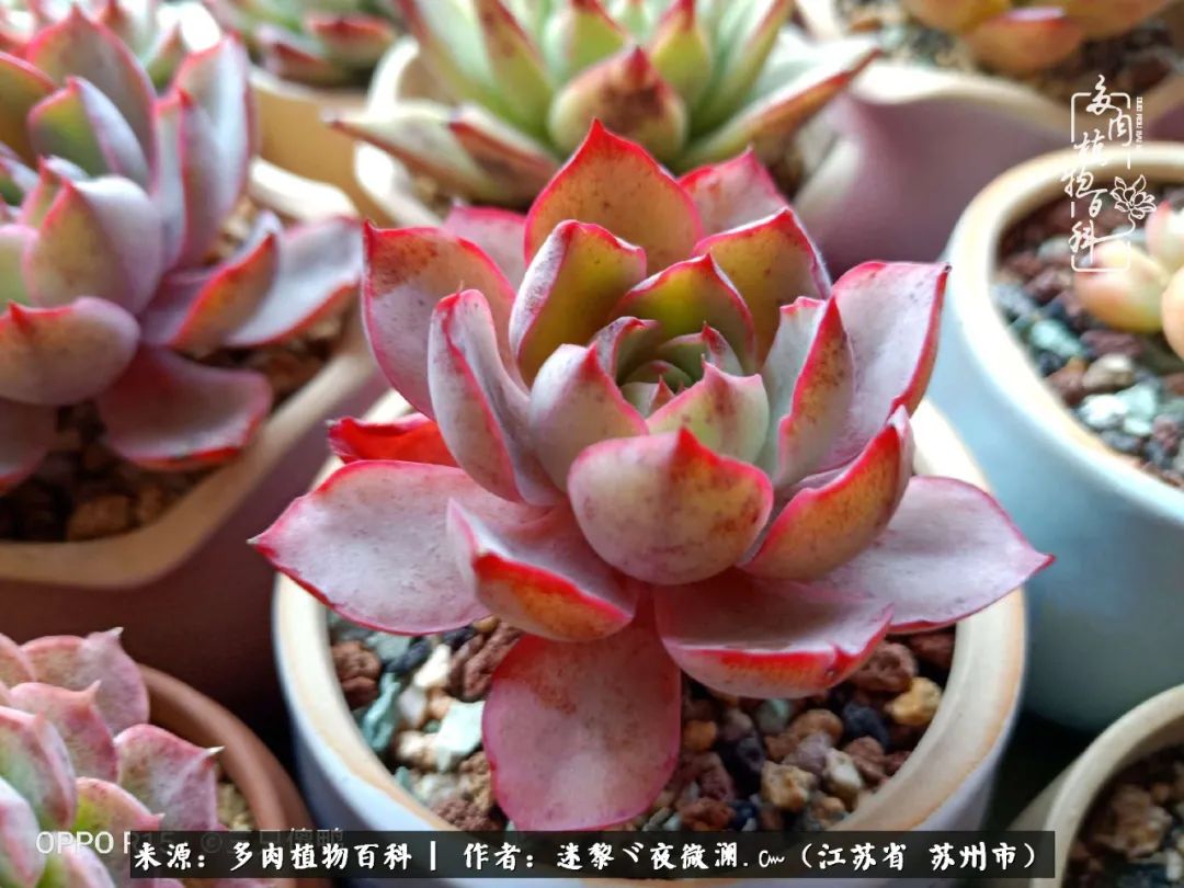 围观多肉版武林大会，一起穿越吧,下